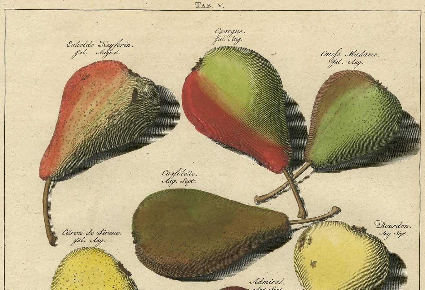 Set of Three Antique Prints of Pear Variaties by J.H. Knoop, 1758 In Good Condition In Langweer, NL