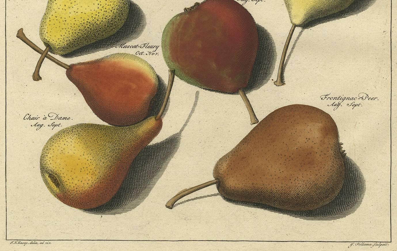 18th Century Set of Three Antique Prints of Pear Variaties by J.H. Knoop, 1758