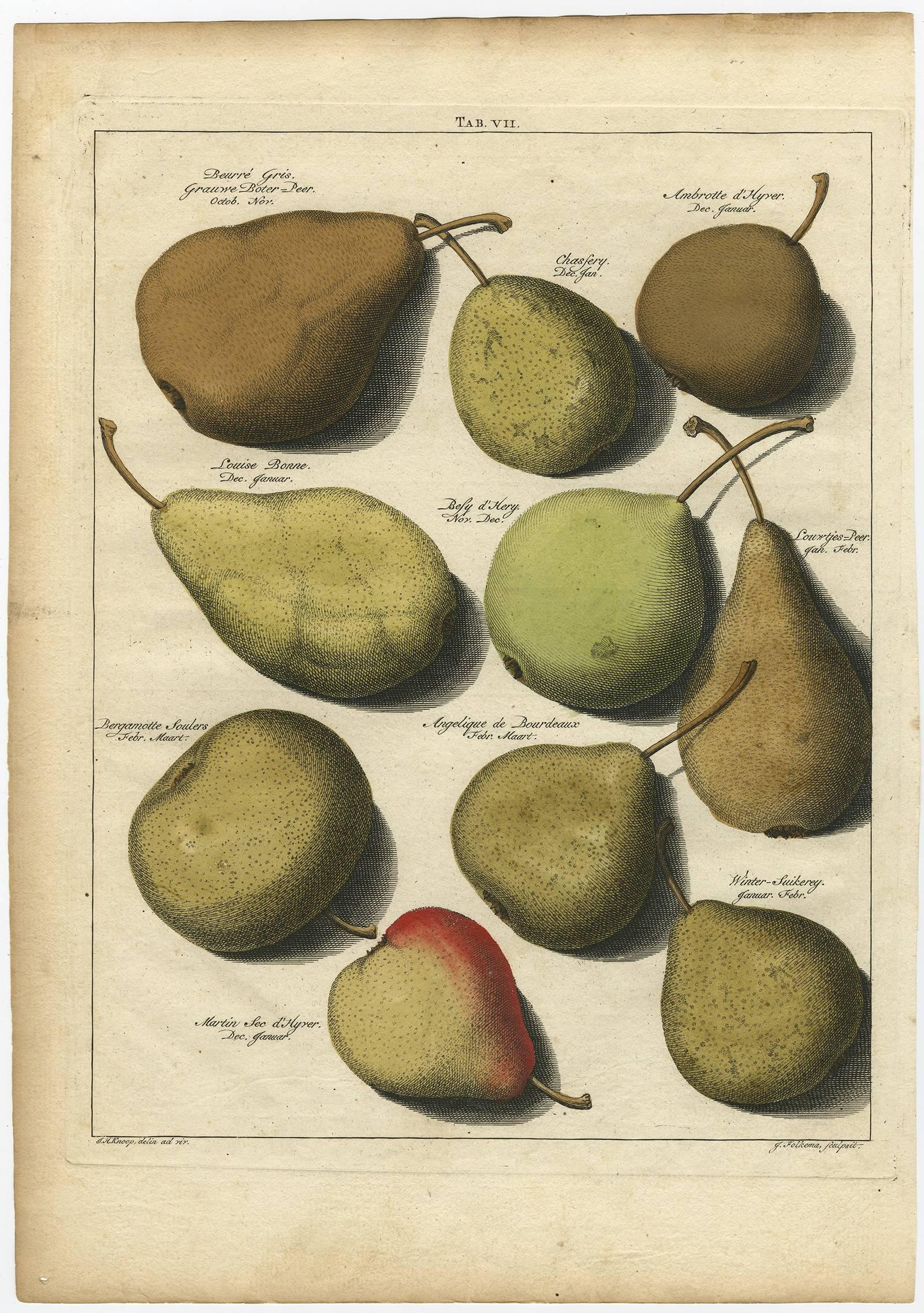 Paper Set of Three Antique Prints of Pear Variaties by J.H. Knoop, 1758
