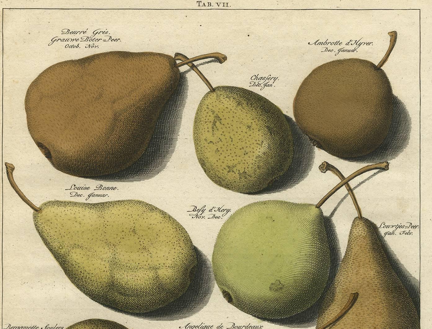 Set of Three Antique Prints of Pear Variaties by J.H. Knoop, 1758 1
