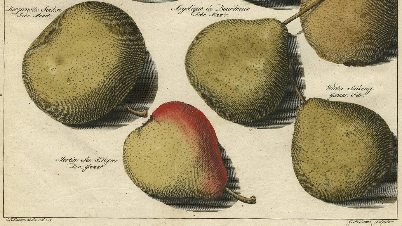 Set of Three Antique Prints of Pear Variaties by J.H. Knoop, 1758 2