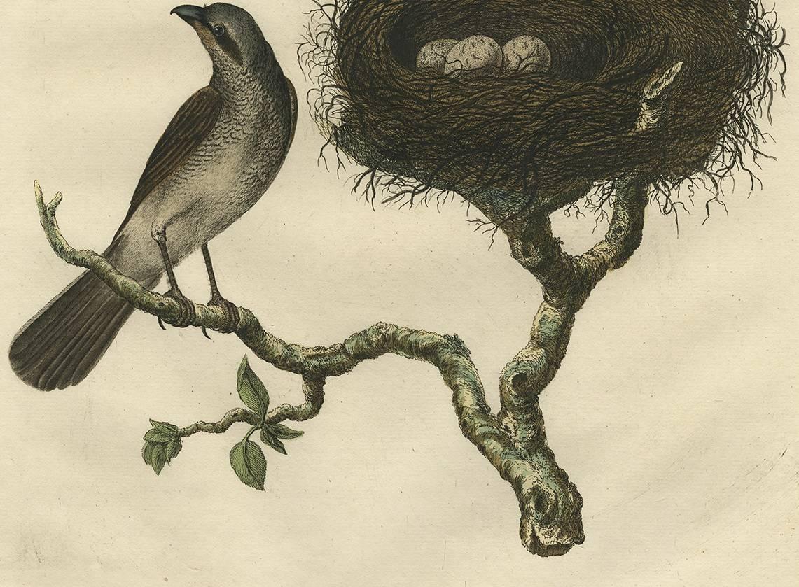 Dutch Antique Print of a Red-Backed Shrike ‘Lanius Collyrio’ by Sepp & Nozeman, 1770 For Sale