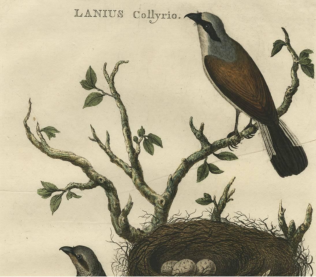 L'image est une gravure ancienne originale colorée à la main tirée de 