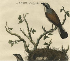 Antique Hand-Colored Engraving of Red-Backed Shrike, 18th Century