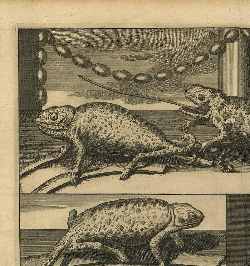 Antique Engraving of Chameleons and Rodents, Circa 1700