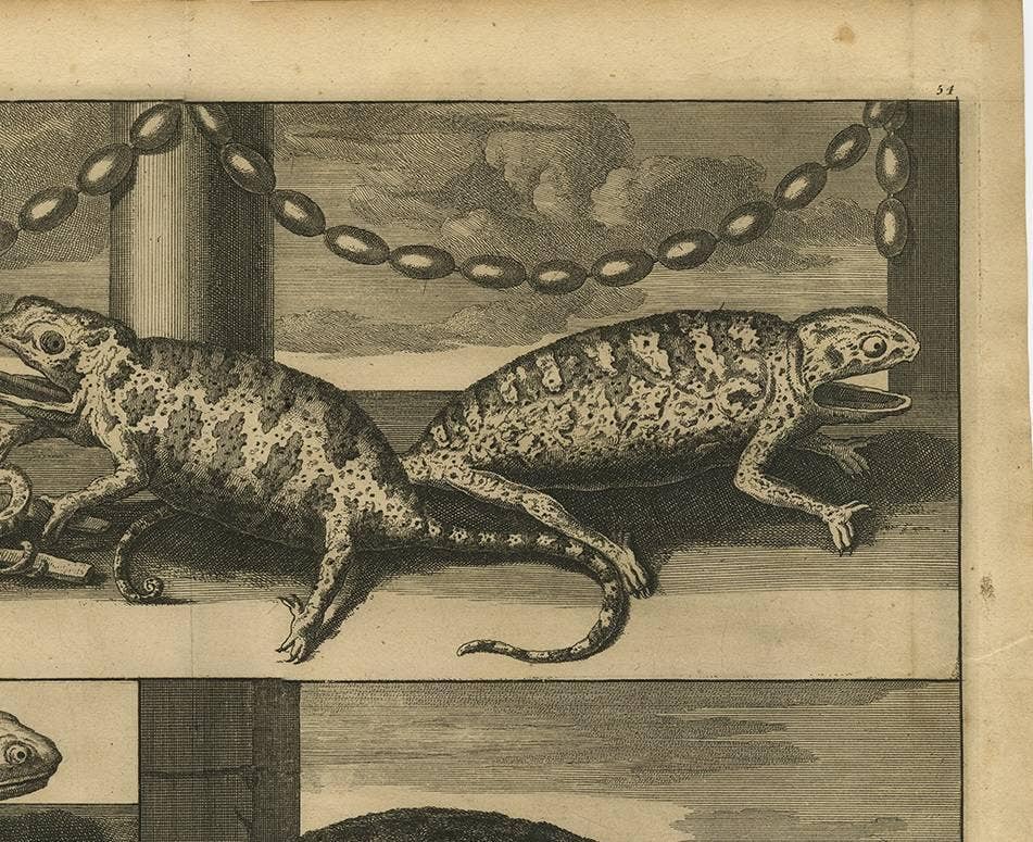 Antique Engraving of Chameleons and Rodents, Circa 1700