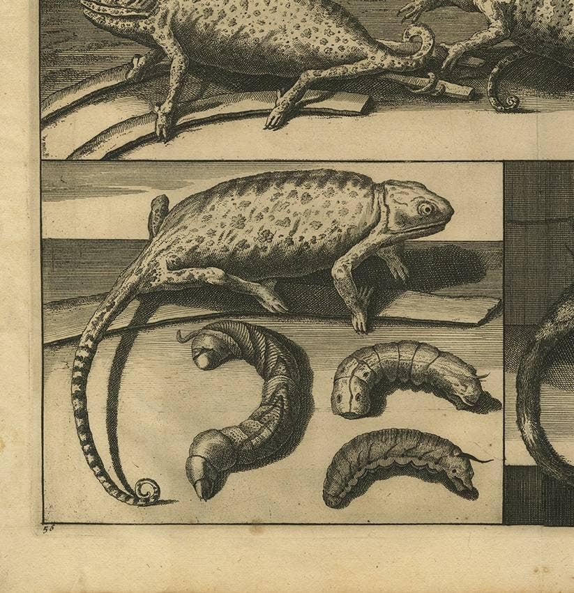 Antique Engraving of Chameleons and Rodents, Circa 1700