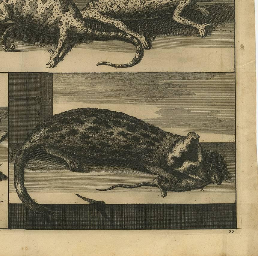 Antique Animal Print of Asian Chameleons and Rodent Species, 1700 In Good Condition For Sale In Langweer, NL