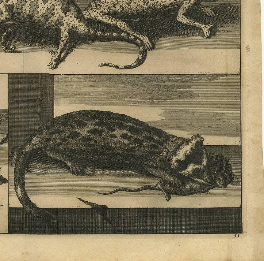 Antique Engraving of Chameleons and Rodents, Circa 1700