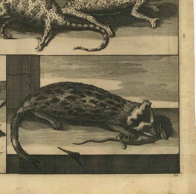 Antique Animal Print of Asian Chameleons and Rodent Species, 1700 For