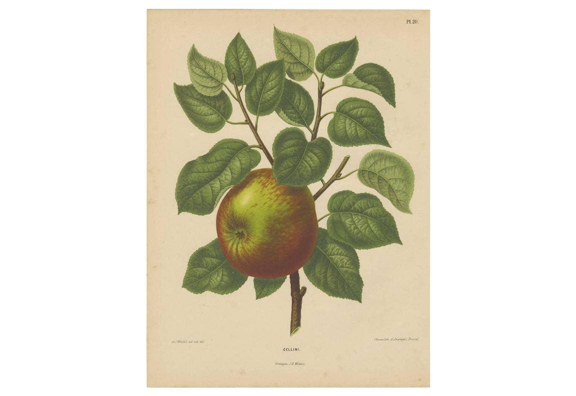 Antique Print of a Cellini Apple by G. Severeyns, 1876
