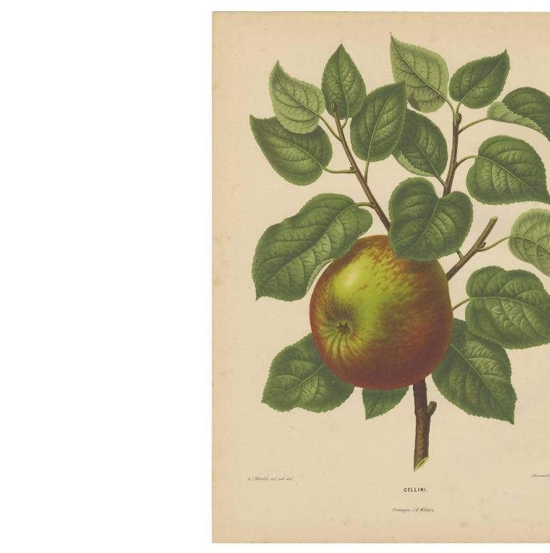 Grabado antiguo de una manzana Cellini por G. Severeyns, 1876 en Bueno estado para la venta en Langweer, NL