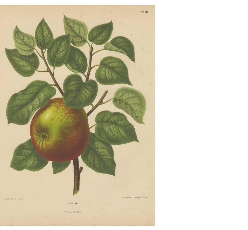 Grabado antiguo de una manzana Cellini por G. Severeyns, 1876 siglo XIX en venta