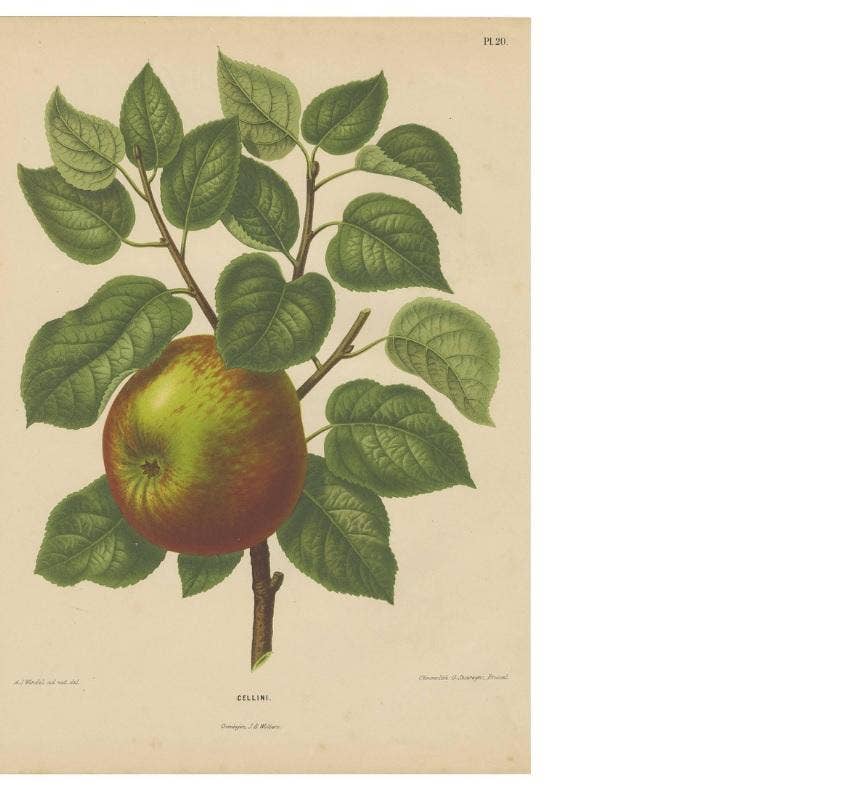 Antique Print of a Cellini Apple by G. Severeyns, 1876