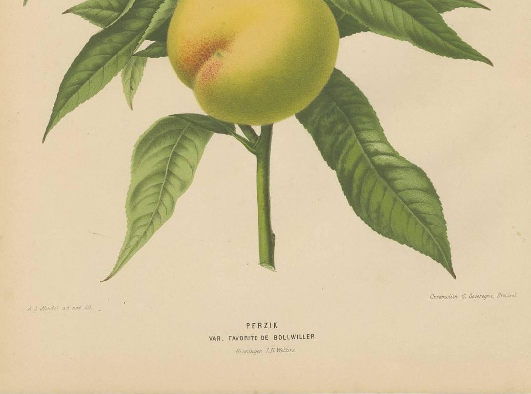 Antique print titled 'Pl.9 Perzik Var. Favorite de Bollwiller'. This print originates from: 'Nederlandsche Flora en Pomona, beschreven en uitgegeven door het Bestuur der Pomologische Vereeniging te Boskoop. By K.J.W. Ottolander, A. Koster & C. de