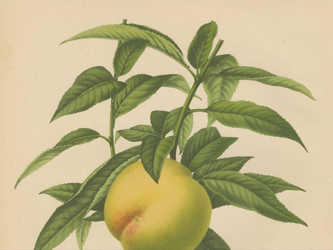 Antique Print of the Bollwiller Peach by G. Severeyns, 1876 In Good Condition For Sale In Langweer, NL