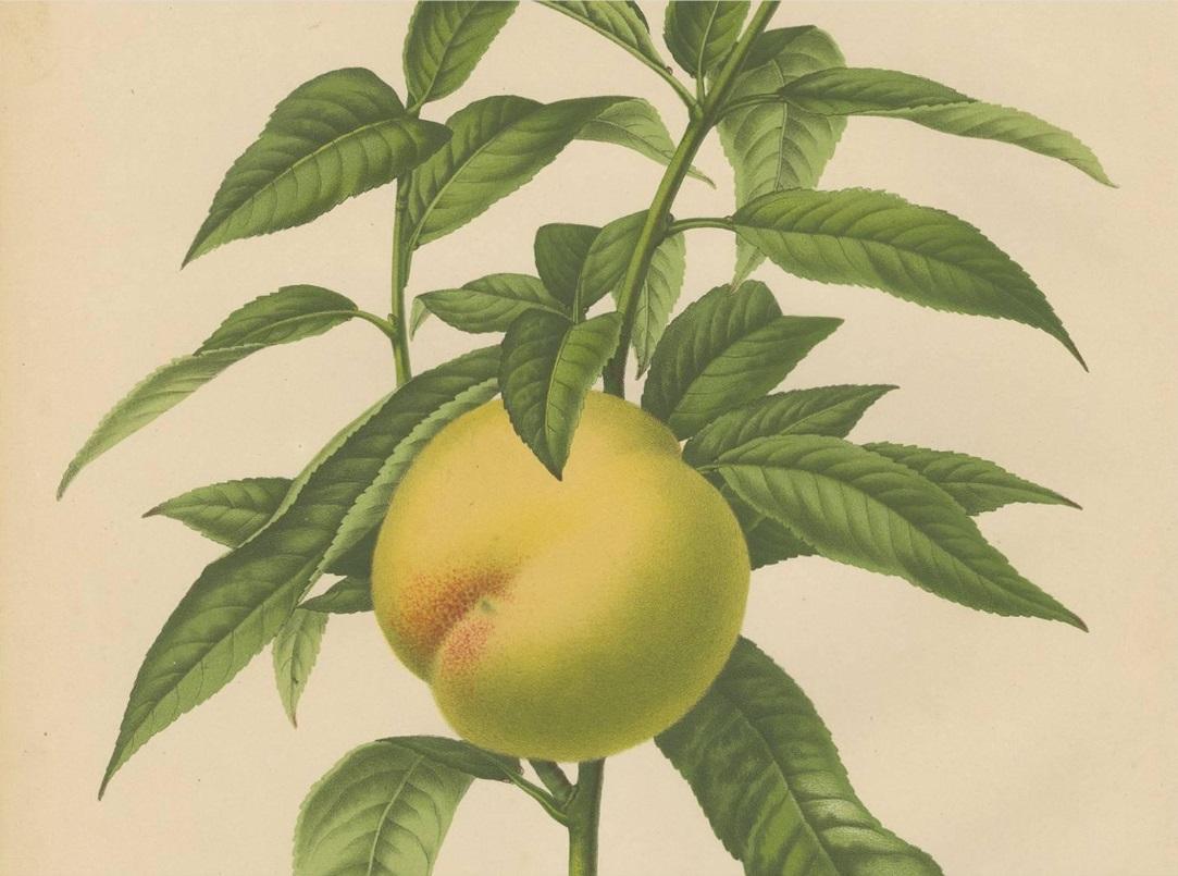 19th Century Antique Print of the Bollwiller Peach by G. Severeyns, 1876 For Sale