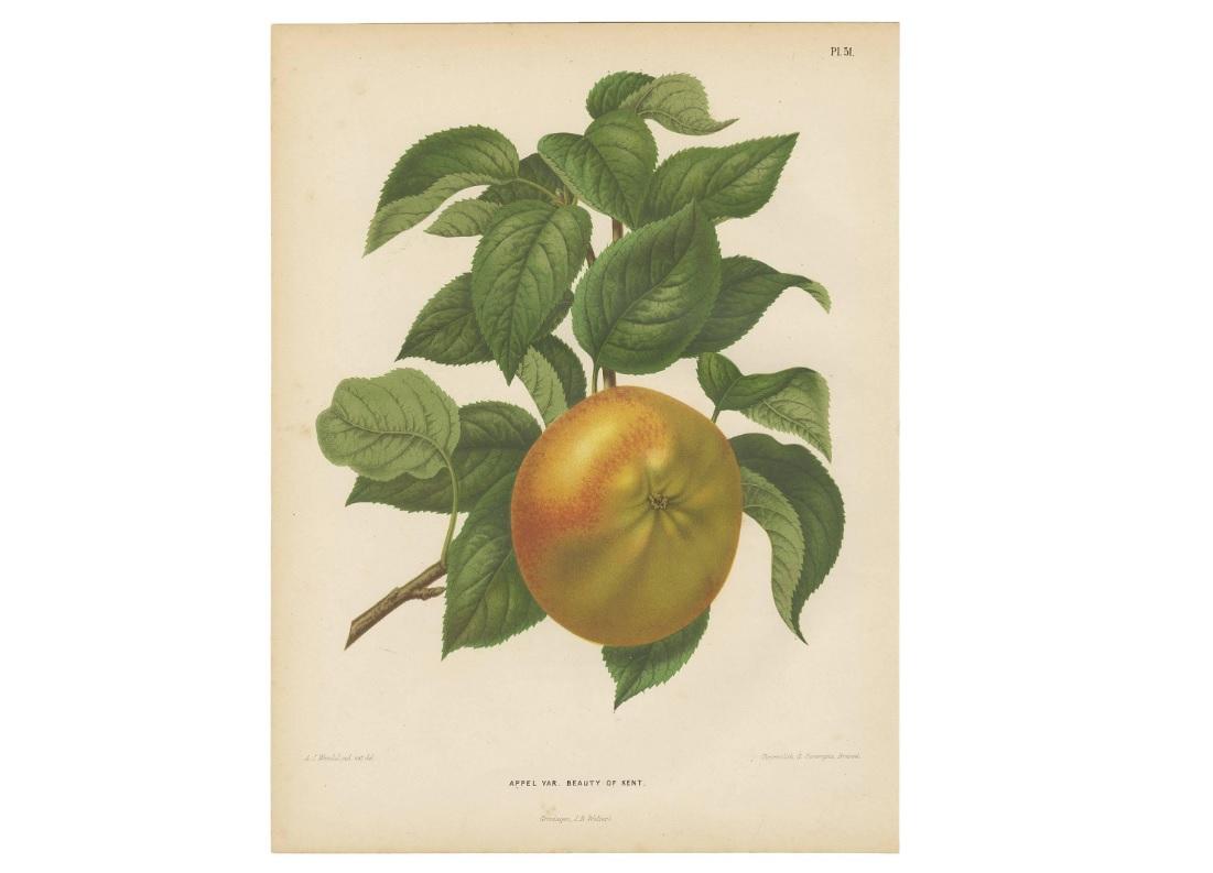 Antique print titled 'Pl. 31 Appel Var. Beauty of Kent'. This print originates from: 'Nederlandsche Flora en Pomona, beschreven en uitgegeven door het Bestuur der Pomologische Vereeniging te Boskoop. By K.J.W. Ottolander, A. Koster & C. de Vos