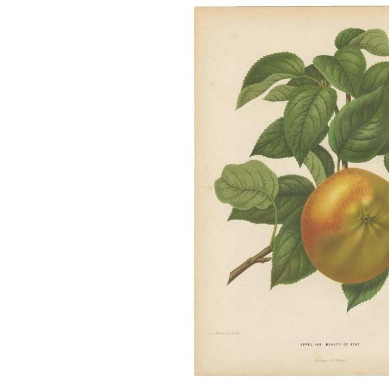 Antique Print of the Kent Apple by G. Severeyns, 1876 In Good Condition For Sale In Langweer, NL