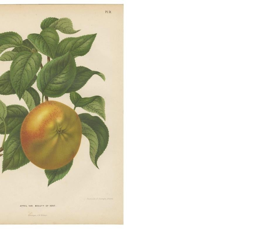 19th Century Antique Print of the Kent Apple by G. Severeyns, 1876 For Sale