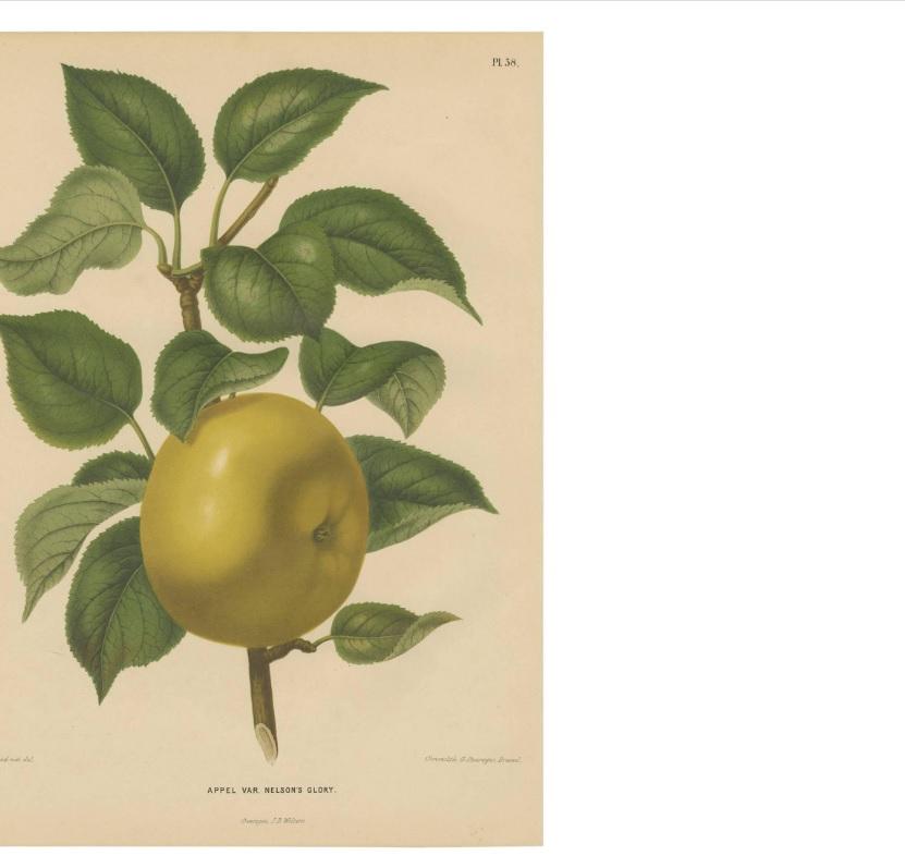 Grabado antiguo de la Manzana de la Gloria de Nelson por G. Severeyns, 1876 en Bueno Estado en Langweer, NL