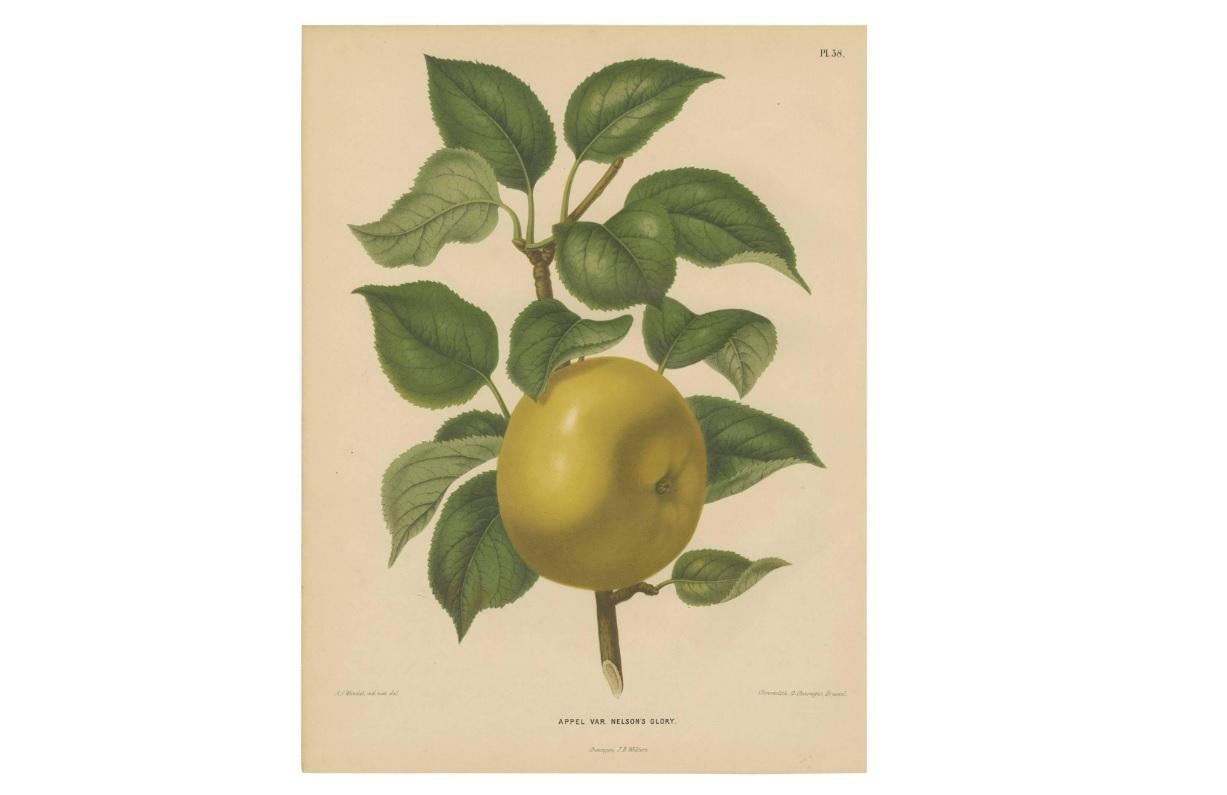 Grabado antiguo de la Manzana de la Gloria de Nelson por G. Severeyns, 1876 siglo XIX