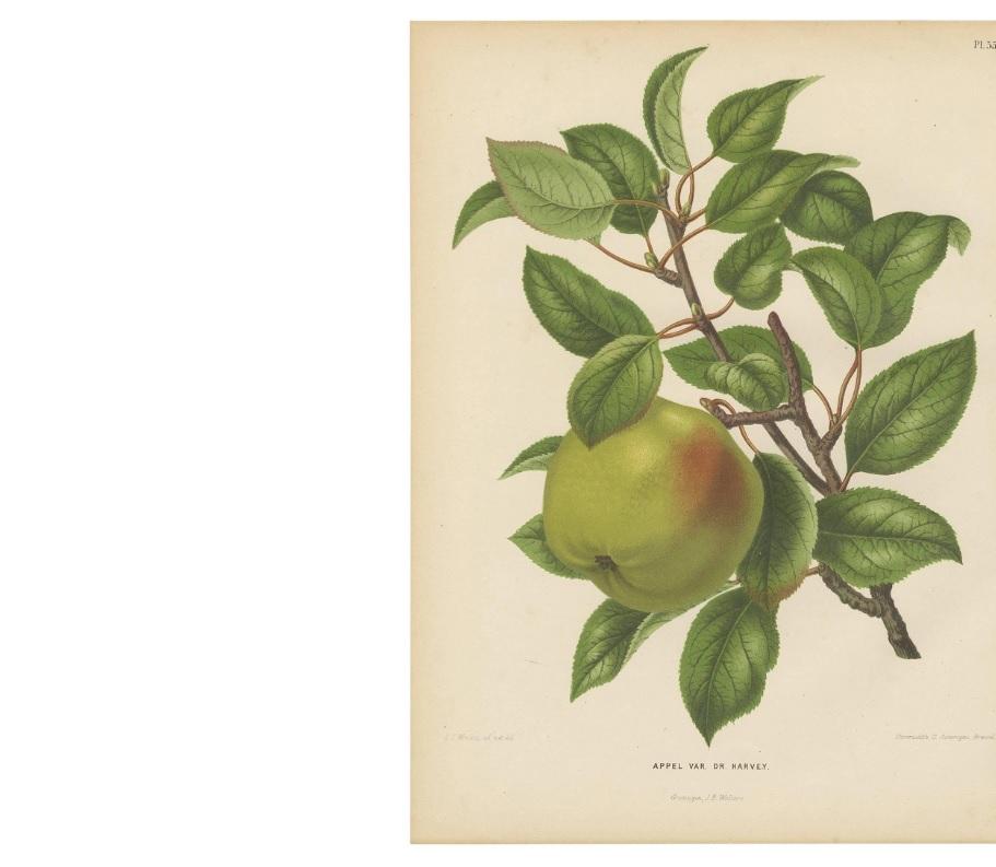 Antique print titled 'Pl. 35 Appel Var. Dr. Harvey'. This print originates from: 'Nederlandsche Flora en Pomona, beschreven en uitgegeven door het Bestuur der Pomologische Vereeniging te Boskoop. By K.J.W. Ottolander, A. Koster & C. de Vos