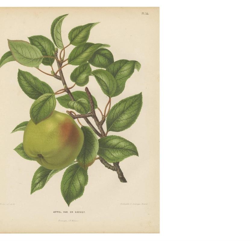 Grabado antiguo de la manzana Harvey por G. Severeyns, 1876 en Bueno estado para la venta en Langweer, NL