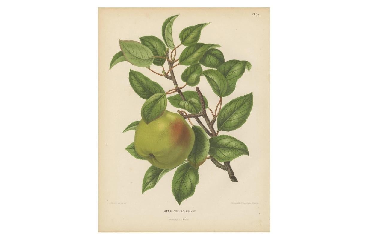 19th Century Antique Print of the Harvey Apple by G. Severeyns, 1876 For Sale