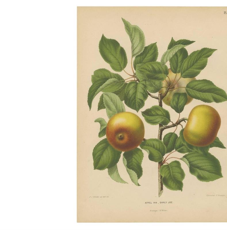 Antique print titled 'Pl. 7 Appel Var. Early Joe'. This print originates from: 'Nederlandsche Flora en Pomona, beschreven en uitgegeven door het Bestuur der Pomologische Vereeniging te Boskoop. By K.J.W. Ottolander, A. Koster & C. de Vos (editors).