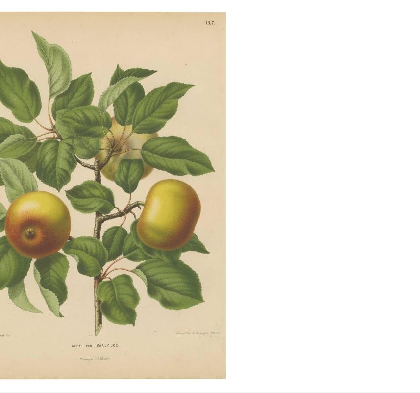Stampa antica della mela Early Joe di G. Severeyns, 1876 In condizioni buone a Langweer, NL
