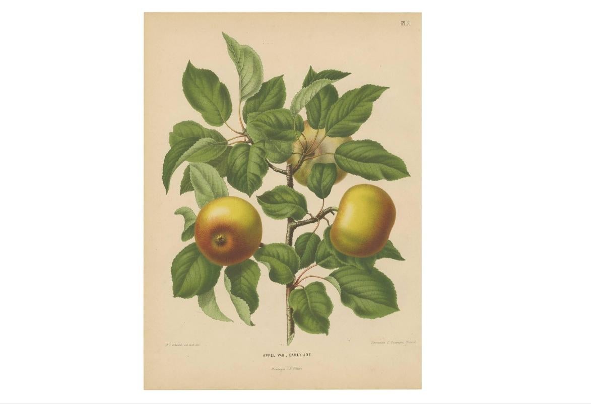 Antiker Druck des frühen Joe-Apfels von G. Severeyns, 1876 (19. Jahrhundert) im Angebot