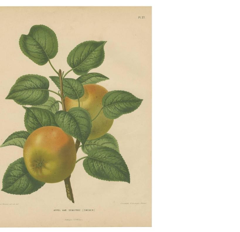 Grabado antiguo de la manzana Senkyrke 
