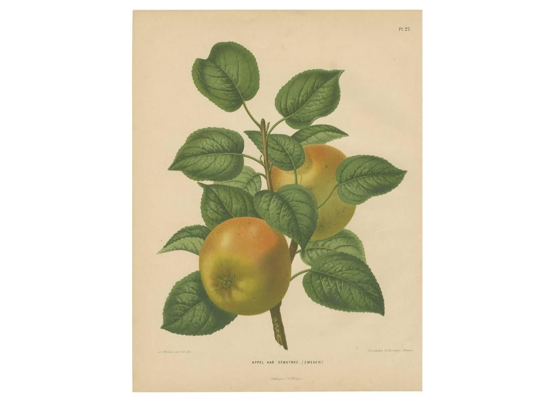 Grabado antiguo de la manzana Senkyrke 
