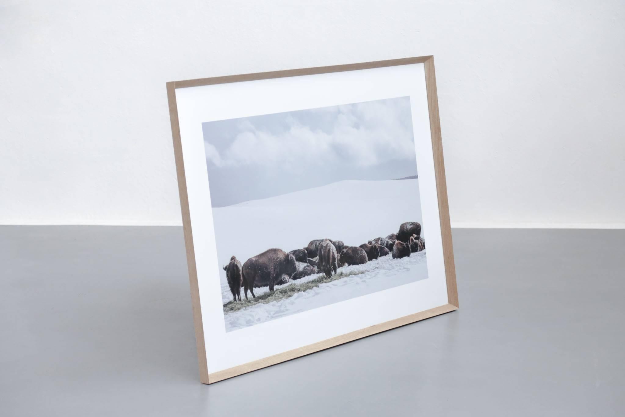 Beaux-Arts Photographie originale « Buffalo » de Maxime Bastide, photographe français en vente