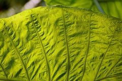 Leaf Series