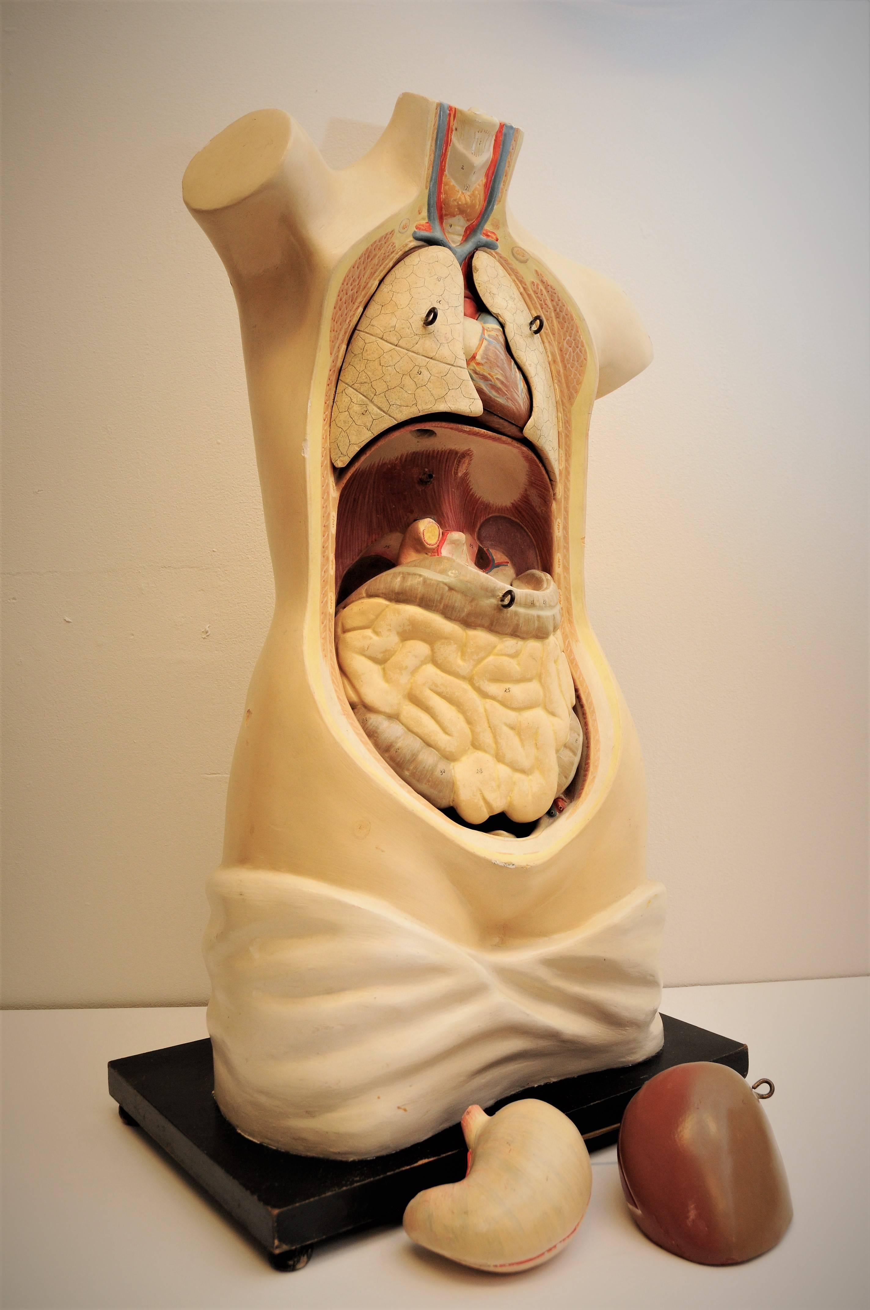 Mid-Century Modern Anatomic Model from 1920-1940`s with removable bodyparts, Torso