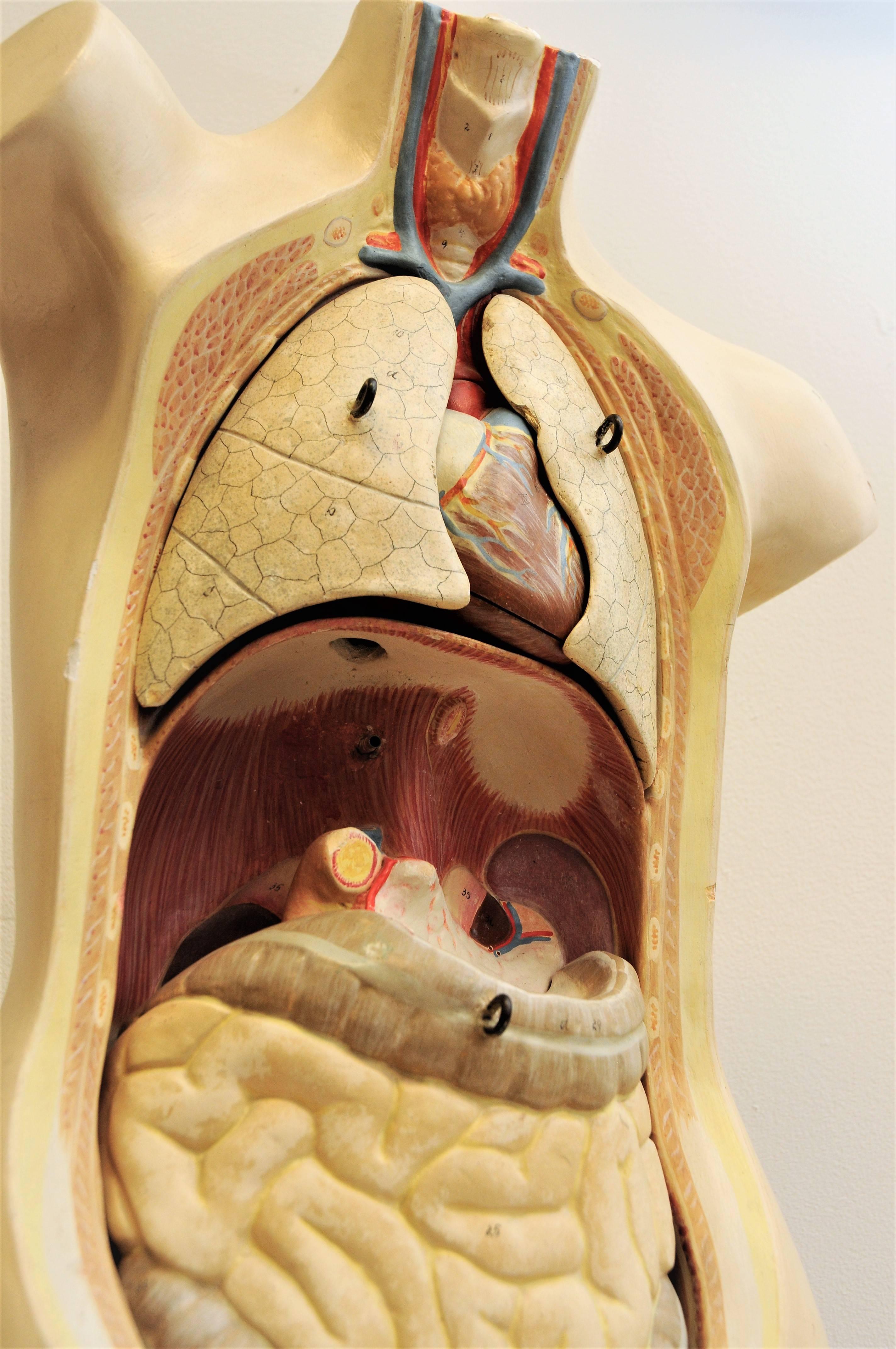 Anatomic Model from 1920-1940`s with removable bodyparts, Torso In Fair Condition In Stockholm, SE