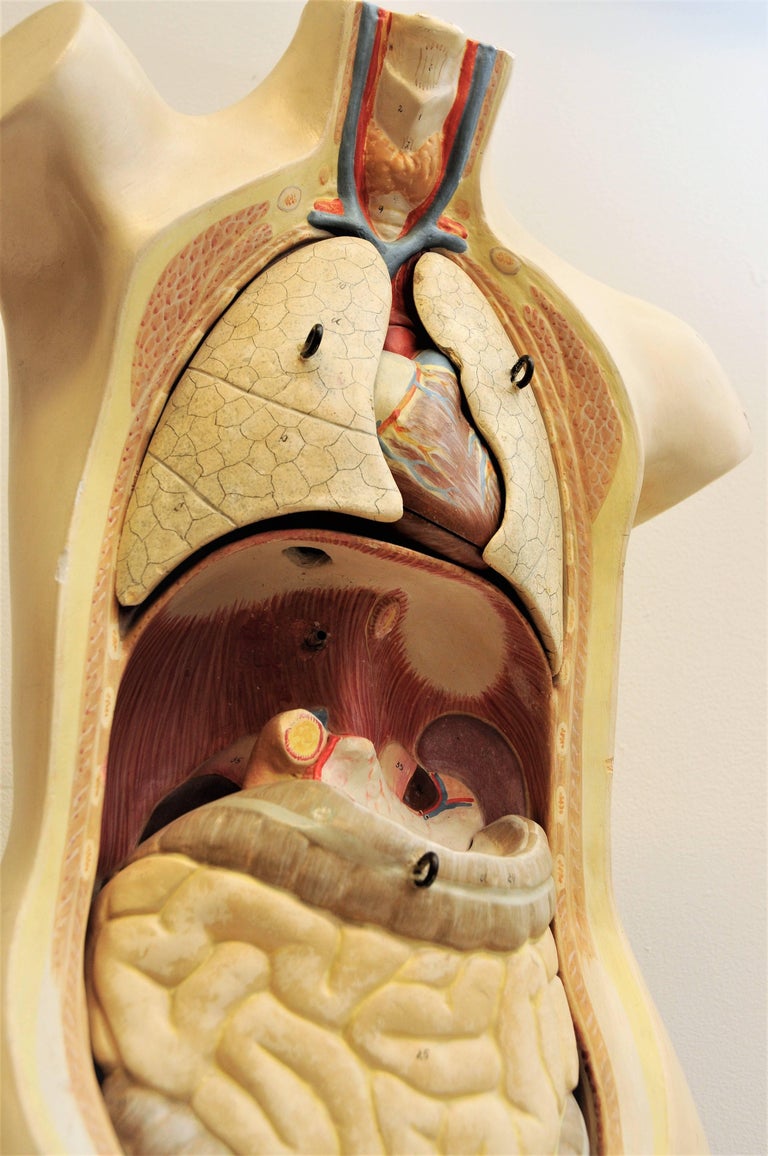 Anatomic Model from 1920-1940`s with removable bodyparts, Torso at 1stDibs