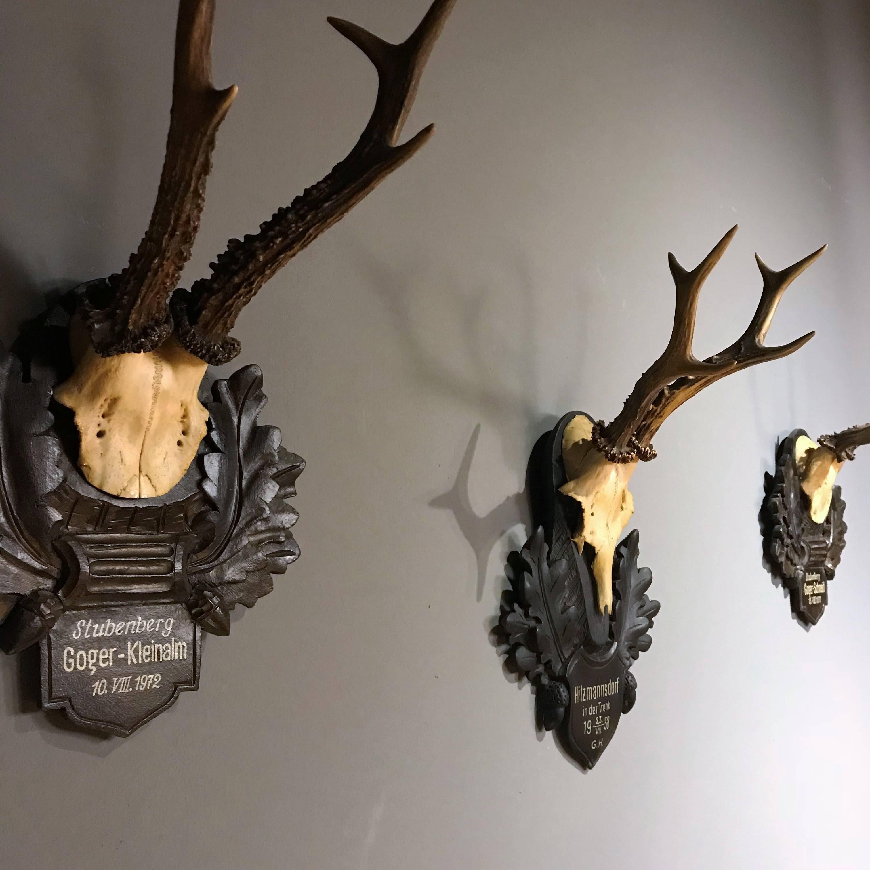 Collection of Four Alps Deer Antler Mounts on Hand-Carved Wood Plaques, Austria 3