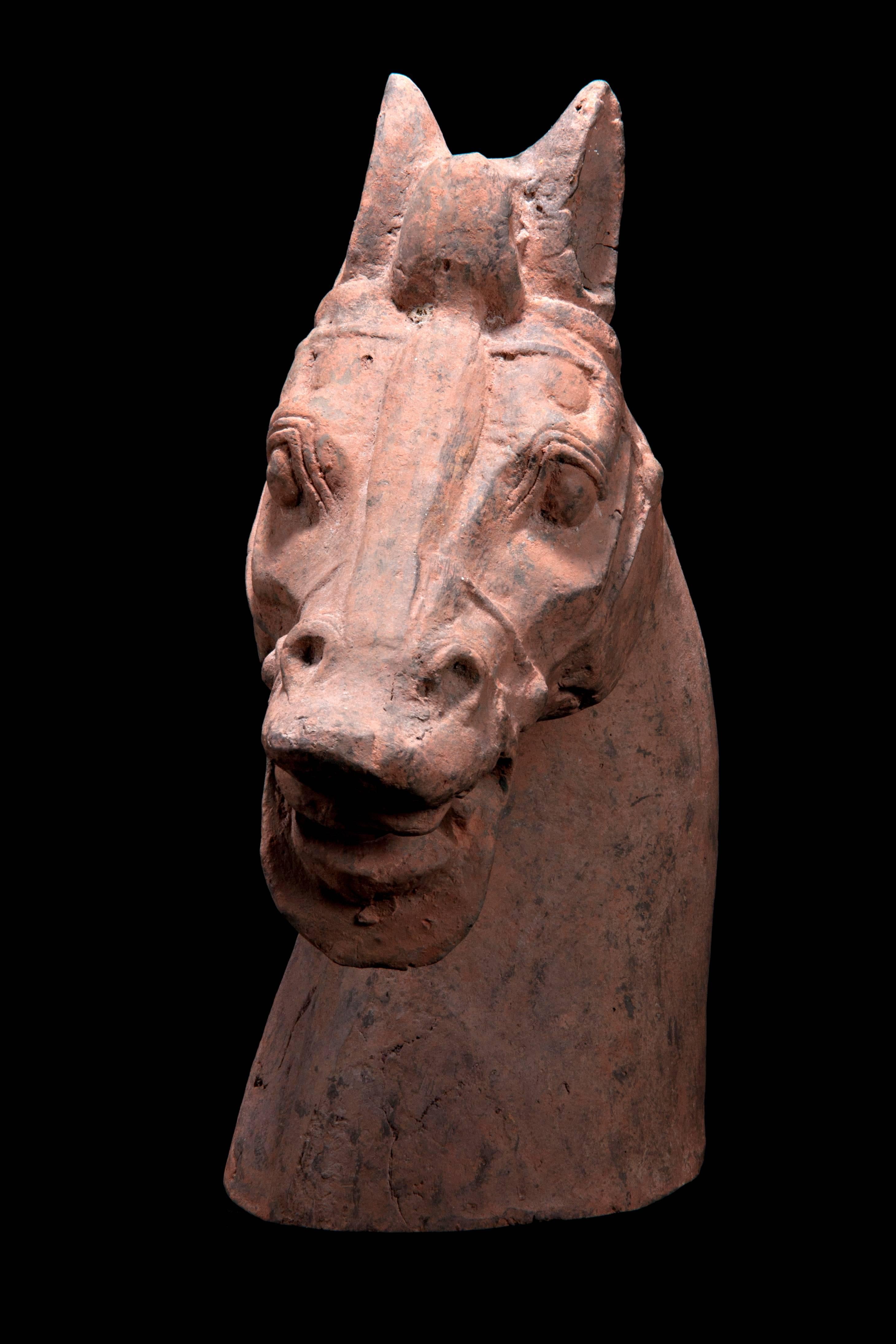 A massive pottery horse with separately made head and tail, standing on all fours and striding with its right hoof forward. Extended snout ends in parted lips showing teeth beneath in a braying attitude. Low relief bridle on face and well defined