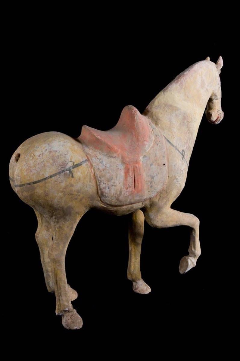 Chinese Magnificent Tang Dynasty Prancing Horse, TL Test by ASA Francine Maurer For Sale