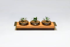 Terrarium in Wood, Brass and Glass. Contemporary Design by O Formigueiro