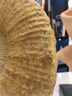 Wunderschönes Ammonitenfossil auf einem Eisenständer aus prähistorischer Zeit