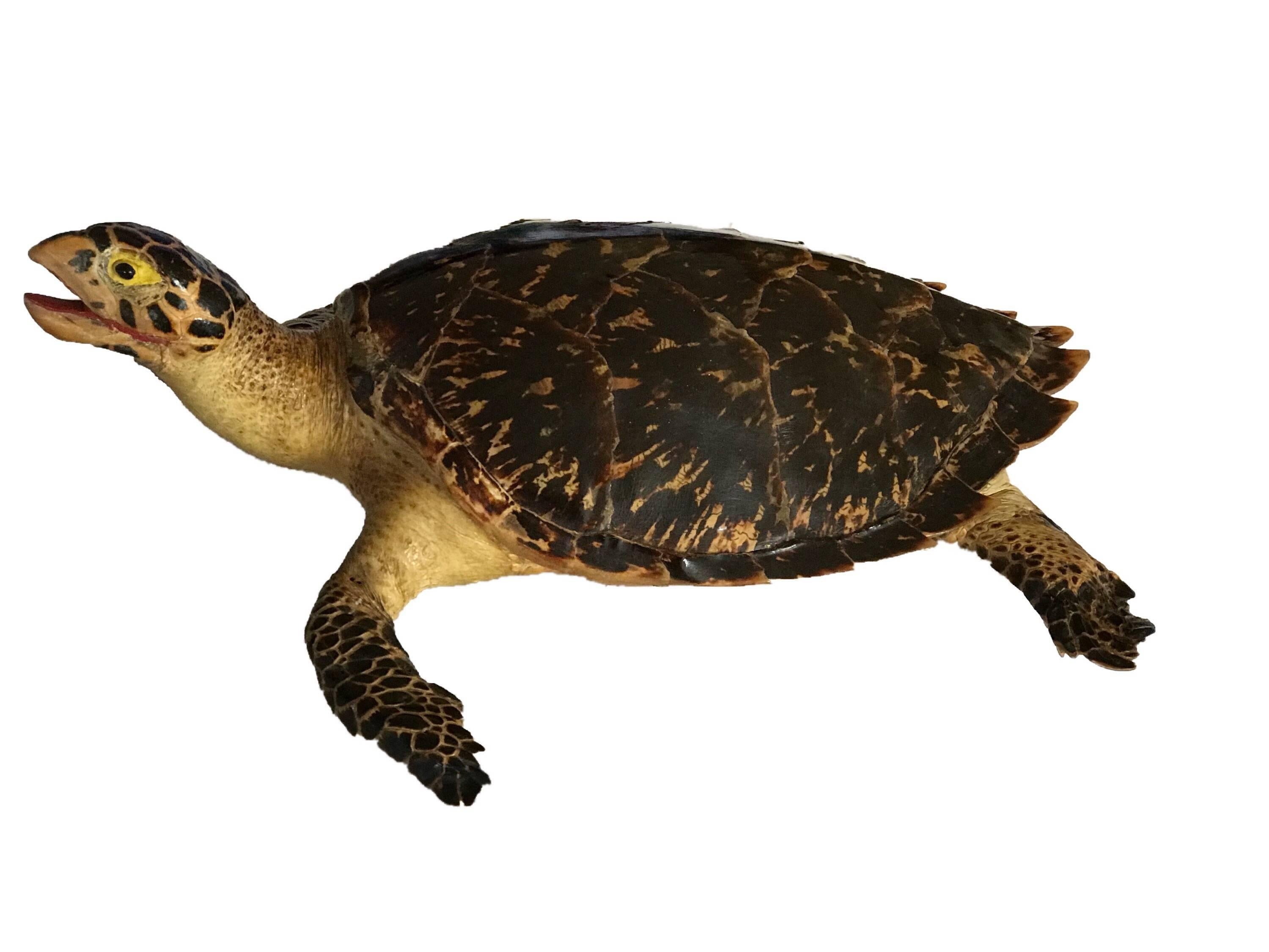 Superb taxidermy example of a Loggerhead sea Turtle (Caretta caretta).
The carapace of this loggerhead is reddish brown; five vertebral scutes run down the turtle's midline bordered by five pairs of costal scutes.
(Pre 1947 cites, subject died