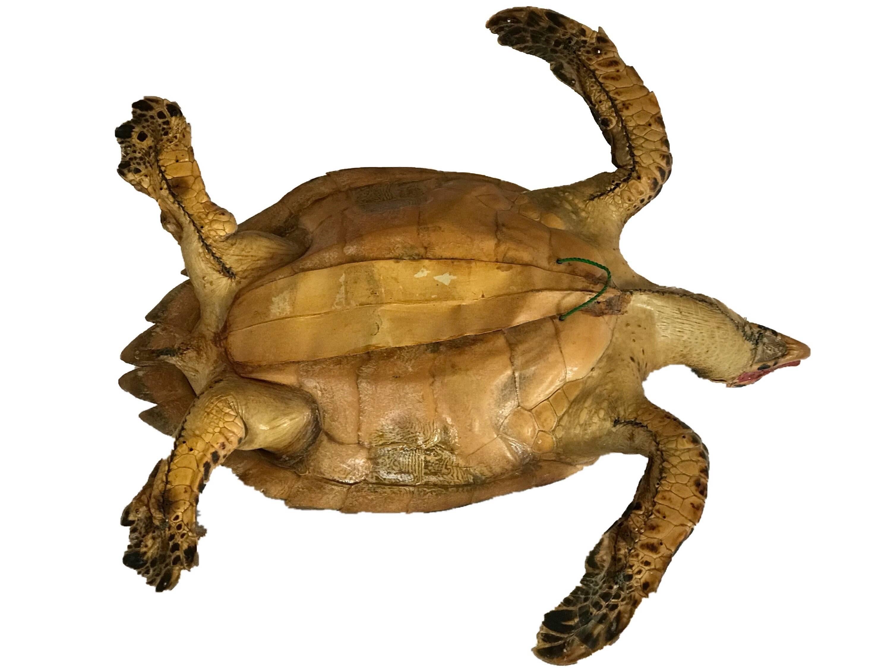 cite turtle