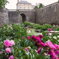 Peony Print by Claire Felloni for Conservatory of Peony, France