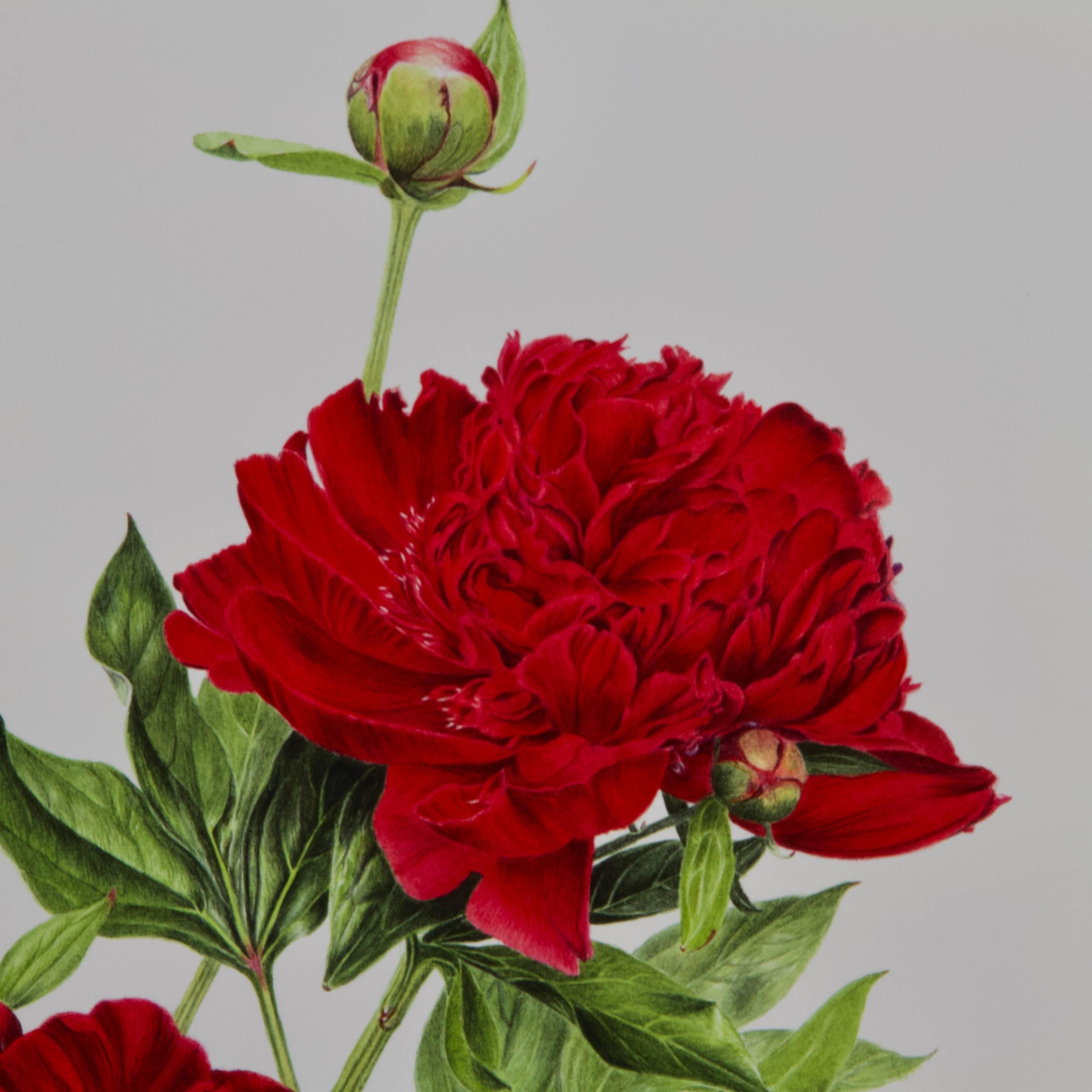 French Peony Print by Françoise Piquet-Vadon for Conservatory of Peony France For Sale