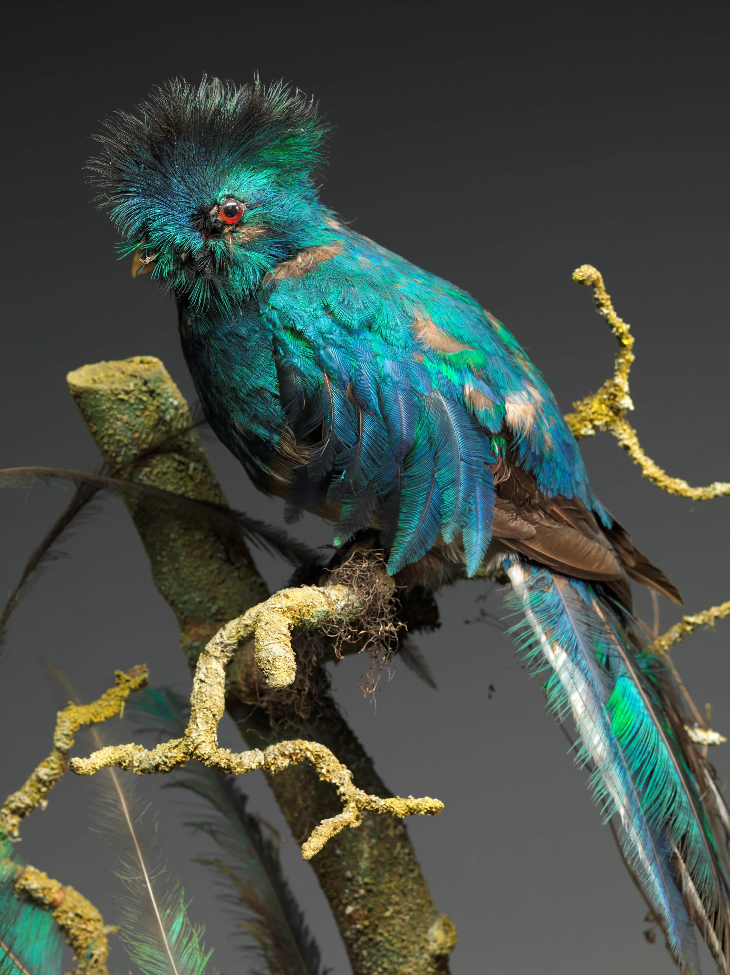 Guatemalan Victorian Dome of 2 Taxidermy Male Pharomachrus Mocinna 'Resplendent Quetzal' For Sale