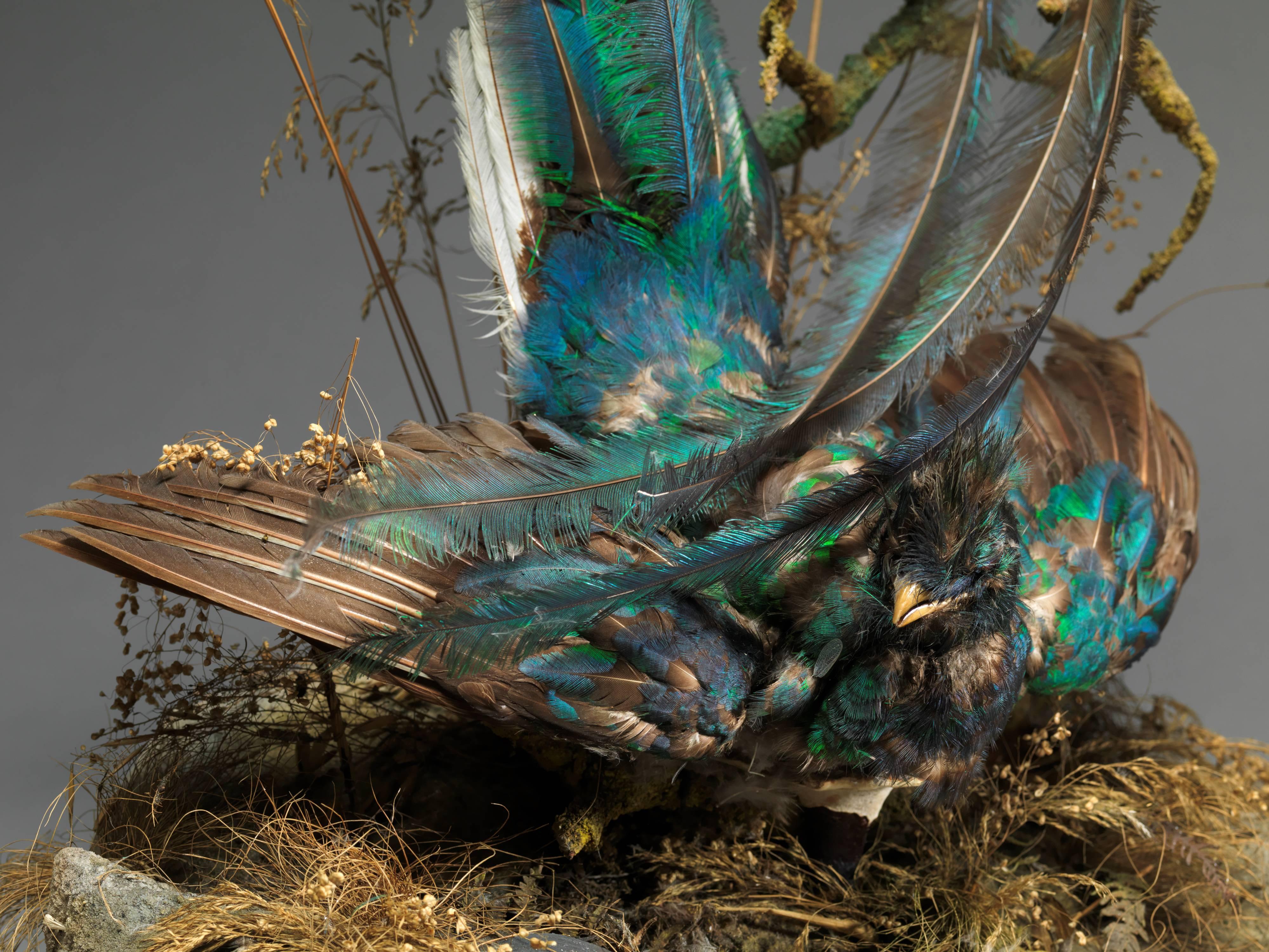 Victorian Dome of 2 Taxidermy Male Pharomachrus Mocinna 'Resplendent Quetzal' In Good Condition For Sale In Leuven , BE
